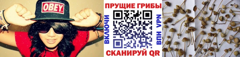 Галлюциногенные грибы MAGIC MUSHROOMS  Глазов 